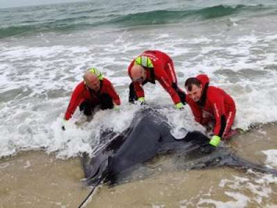 La belle histoire de Noël dans l'Hérault : une raie de 150 kg échouée à Marseillan sauvée par les pompiers