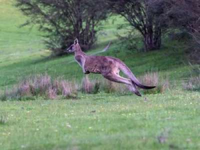 Dordogne : un kangourou en liberté aperçu au bord de la route