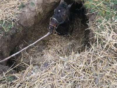 Lot : l'incroyable sauvetage d'un cheval coincé dans un trou