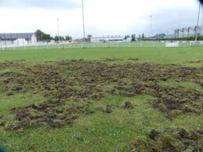 Hautes-Pyrénées: A Soues, les sangliers labourent le terrain de foot!