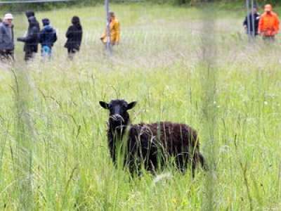 Insolite : dans le Tarn-et-Garonne, opération traque des moutons sauvages à Bruniquel