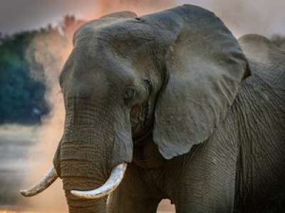 VIDEO. Chine : des éléphants, échappés d'une réserve, traversent le pays en semant la pagaille