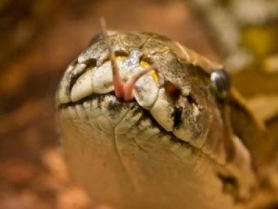 Quarante-quatre pythons, des iguanes et des œufs de reptiles saisis dans le Finistère