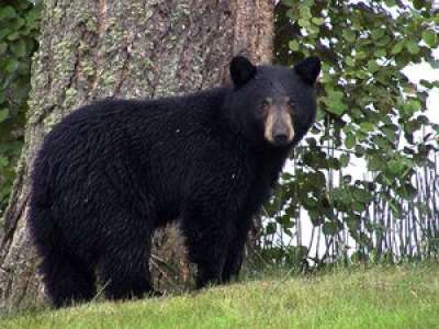 VIDEO. Un ours derrière une série d'effractions de voitures aux Etats-Unis