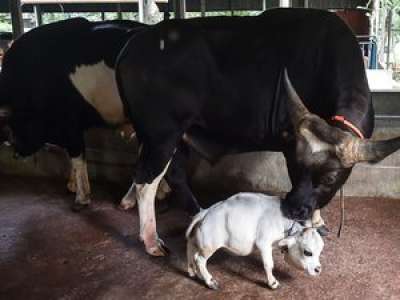 Au Bangladesh, une vache naine fait un effet bœuf