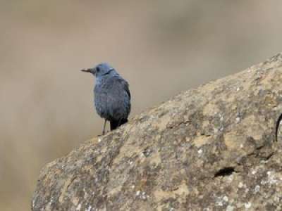 Un nouvel oiseau nicheur observé dans le Parc national des Pyrénées