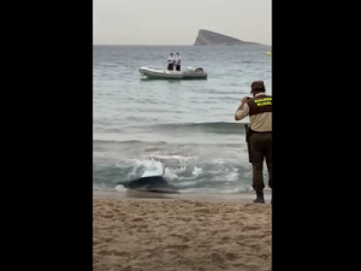 VIDEO. En Espagne, un requin sème la panique sur une plage obligeant une centaine de touristes à évacuer