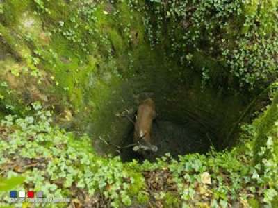 Dordogne : un cerf piégé dans un trou de 6 m de profondeur sauvé par les pompiers