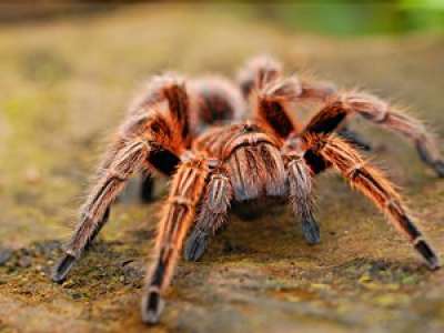 Allemagne : une araignée provoque la panique dans un supermarché