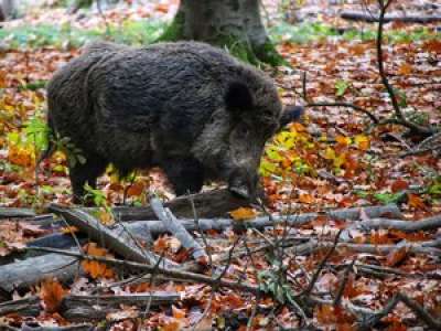 Un sanglier abattu en plein jour dans un parc de Toulouse