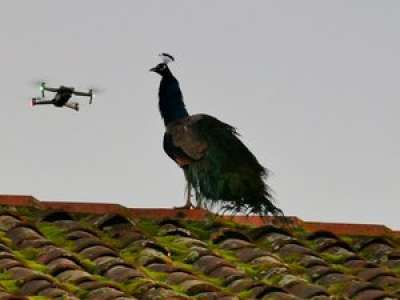 Insolite : en Ariège, un paon en fuite s’est installé sur les toits à Campagne-sur-Arize