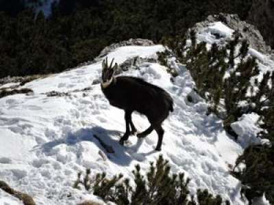 VIDEO. Pyrénées : piégé par la glace, un troupeau d'isards dévale une pente à toute vitesse