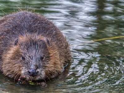 Londres : le castor fait son grand retour après 400 ans d'absence