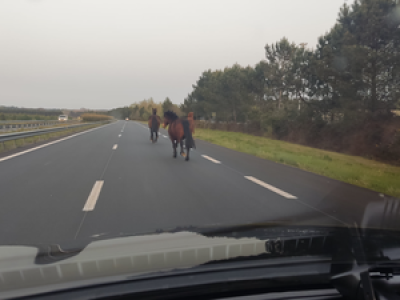 Insolite : dans les Landes, trois chevaux au galop bloquent la voie rapide