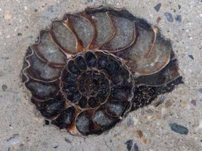 Insolite : des fossiles de créatures vivant au temps des dinosaures découverts au cœur de Bangkok