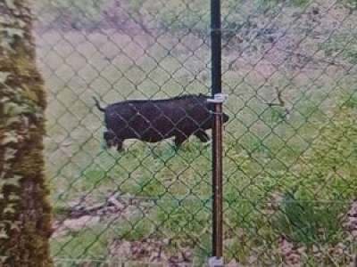 Lot : un cochon noir égaré depuis deux mois entre Cahors et Flaujac-Poujols