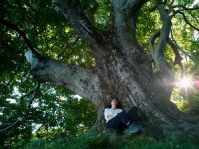 SÉRIE D'ÉTÉ (1/6). Les arbres remarquables d'Occitanie : le Colosse de la Montagne Noire, sacré « plus bel arbre de France »