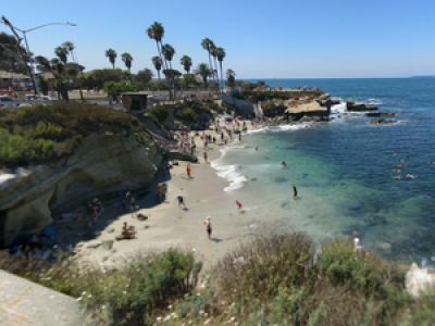 VIDEO. Des lions de mer débarquent sur une plage californienne et chassent les touristes