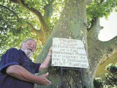 SÉRIE D'ÉTÉ (3/6). Les arbres remarquables d'Occitanie : à Villardebelle, planté par le curé, el platane de la République a 230 ans