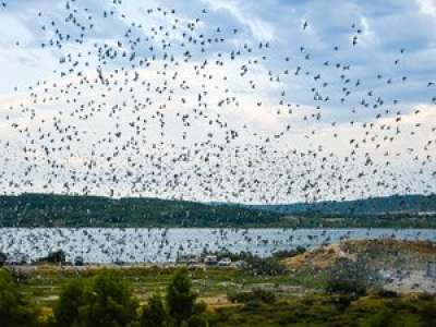 Narbonne. La course de pigeons voyageurs tourne mal