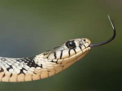 Nice : elle découvre deux serpents en trois jours dans son appartement au 10e étage