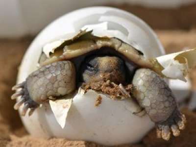 VIDEO. Des bébés de tortue marine gagnent la mer après l'éclosion des œufs sur une plage près de Béziers