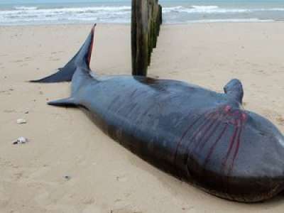 Une baleine à bec de 7,60 m de long s'est échouée sur la plage de Sangatte
