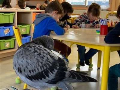 Lot-et-Garonne :  un pigeon a élu domicile à l’école de Lafox et suit partout les enfants