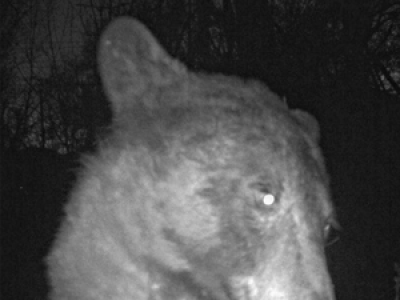 Un ours tombe nez à nez avec une caméra...et fait des centaines de selfies