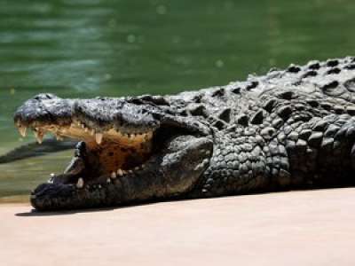 Un homme dévoré par 40 crocodiles après avoir chuté dans un enclos au Cambodge