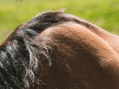 Il meurt écrasé par le poids du cadavre d'un cheval qu'il était en train d'enterrer