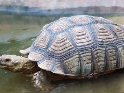 Les pompiers sauvent... une tortue près de Toulouse