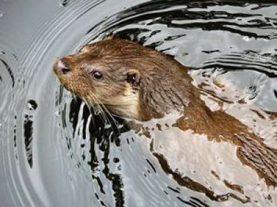 Une loutre était le voleur : cet hôtel de luxe a enfin trouvé qui dérobait ses carpes d'ornement