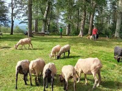 Père et fils transhument à pied avec leur troupeau sur près de 280 km, du Val d'Azun à la Gironde