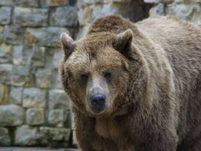 VIDEO. Un ours s'invite à leur table de pique-nique... Une mère et son fils se figent de terreur