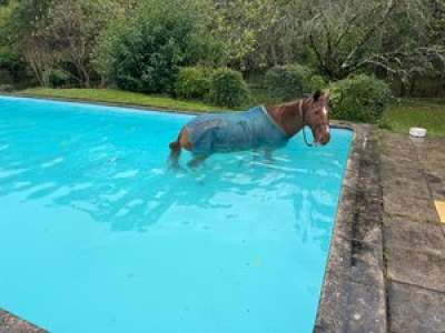 Un cheval barbotte dans sa piscine... Les pompiers contraints de vider l'eau et de confectionner un escalier de paille pour sortir l'animal
