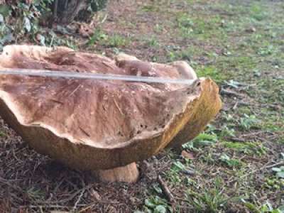 Il découvre un cèpe de 33 cm de diamètre dans son jardin, près de Tarbes