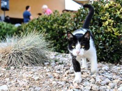 Narbonne. La stérilisation des chats  errants est lancée