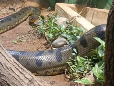 Le plus grand anaconda  de France s’installe tout près des Hautes-Pyrénées