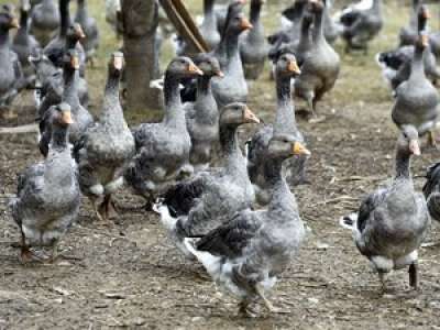 Des centaines d’oies d’élevage sauvées de l’abattoir par l’association Champs libres aux poules