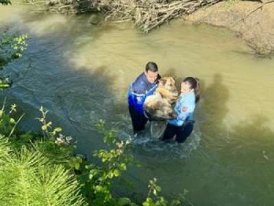 Insolite, la gendarmerie du Lot-et-Garonne à la rescousse d’un chien dans un cours d’eau