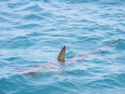 Info ou intox : un requin a-t-il vraiment été aperçu près des côtes du village breton de Lomener ?