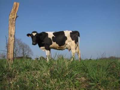 L’agriculteur retrouve sa Rolex avalée il y a 50 ans par une vache dans un champ