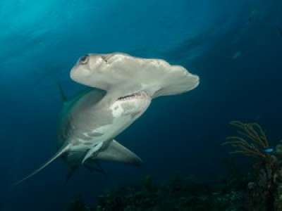 VIDEO. Un requin marteau sème la panique sur les plages des îles Canaries