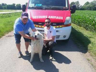 Après un périple de trois mois, une chienne est retrouvée à 200km de chez elle
