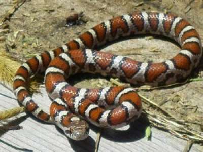 Un homme arrêté à la douane avec plus de 100 serpents dans son pantalon