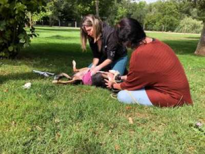 Limoux. Marie Armbruster forme aux premiers secours sur les chiens et les chats