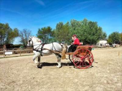 1 200 kg et 1,85 m au garrot : Atlanta, fier descendant de la plus connue des races de chevaux de trait, en vedette à Coursan