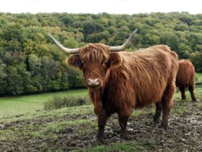 Tarn-et-Garonne : le taureau errant sera-t-il bientôt capturé ?