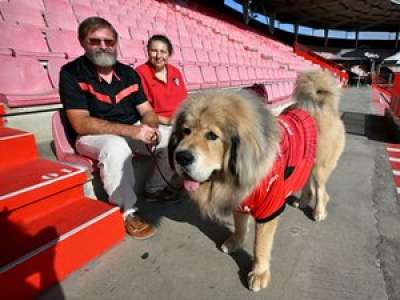 INSOLITE. Il ressemble à une mini-version en chair et en os de la mascotte du Stade Toulousain : qui est Taïshan, le chien le plus fans des Rouge & Noir